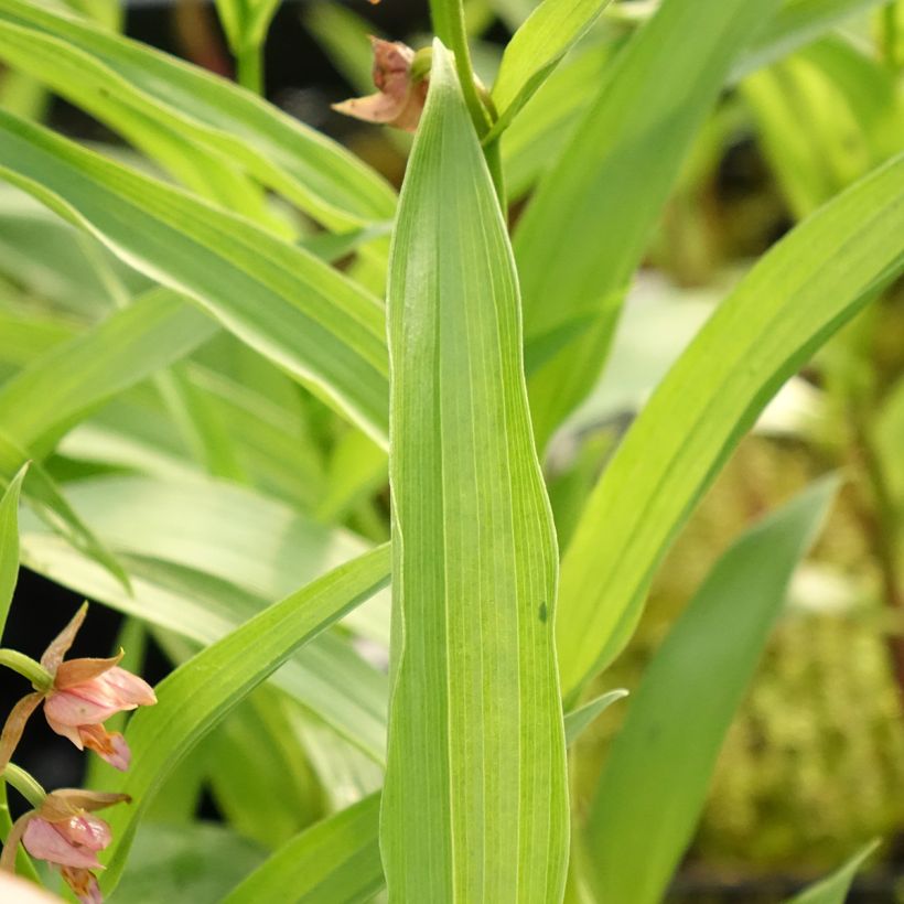 Epipactis Sabine - Orchidée de jardin (Feuillage)