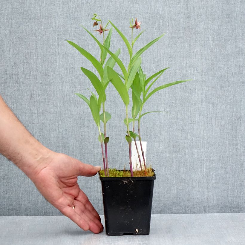 Spécimen de Epipactis Sabine - Orchidée de jardin Pot de 1L/1,5L tel que livré en été
