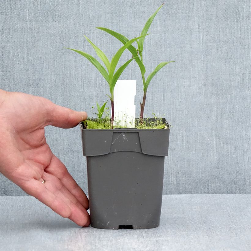 Spécimen de Epipactis thunbergii x gigantea - Orchidée de jardin Pot de 1L/1,5L tel que livré en été