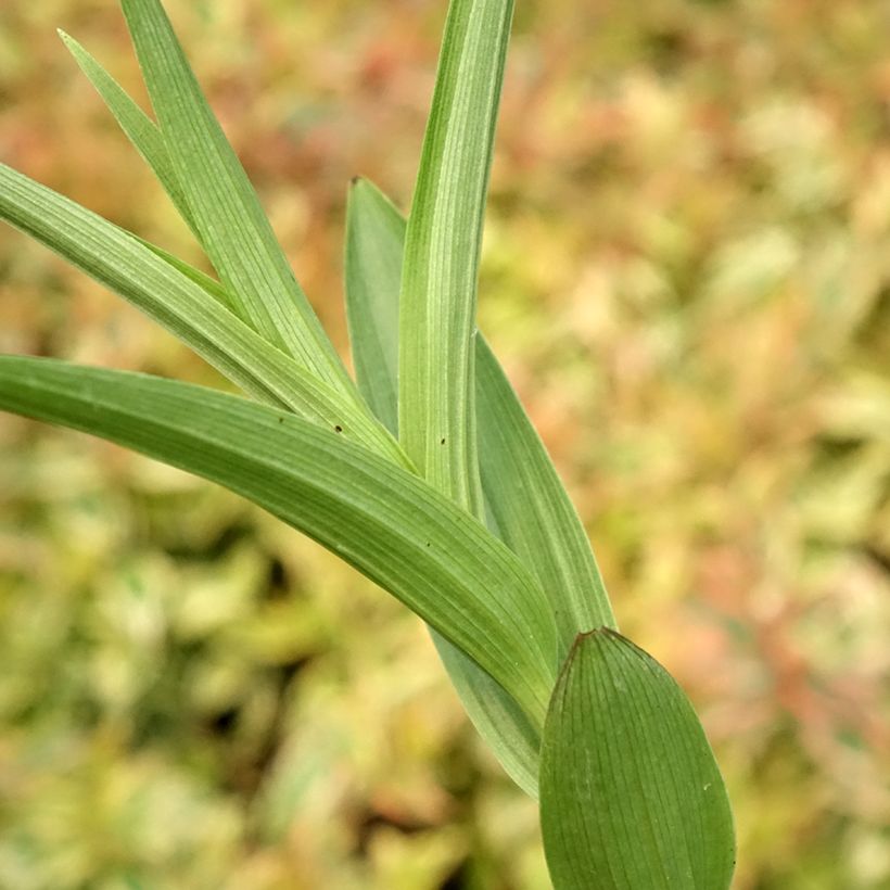 Epipactis veratrifolia - Orchidée de jardin (Feuillage)