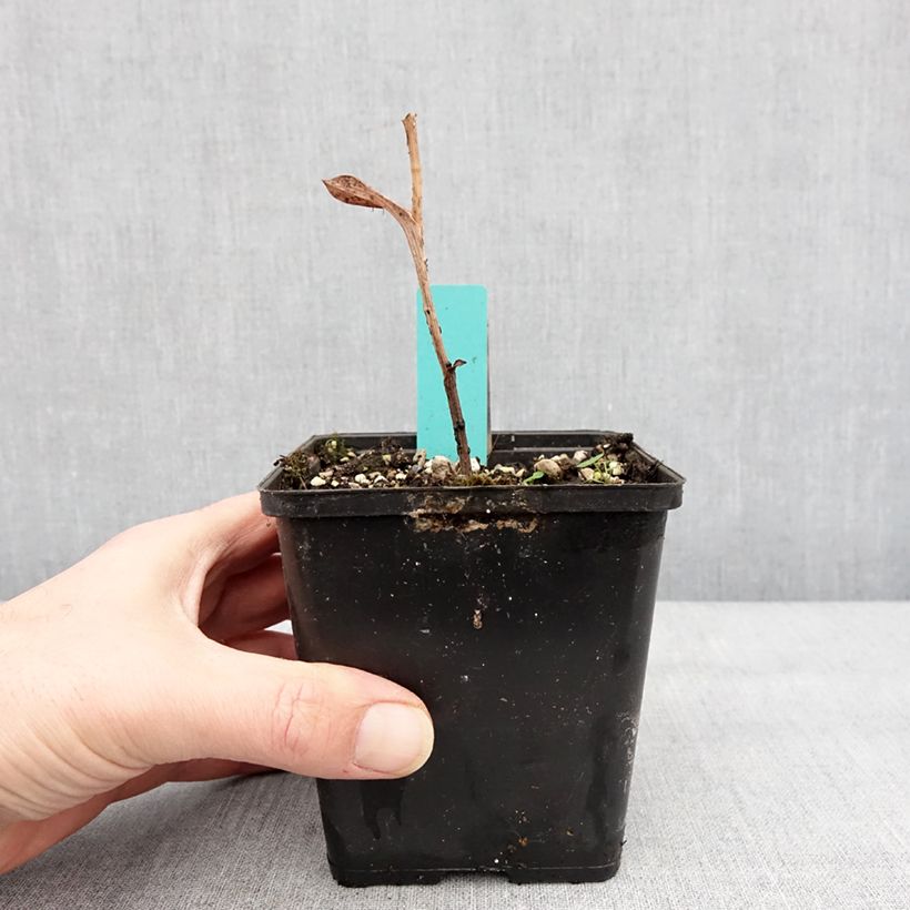 Spécimen de Epipactis veratrifolia - Orchidée de jardin Pot de 1L/1,5L tel que livré en hiver