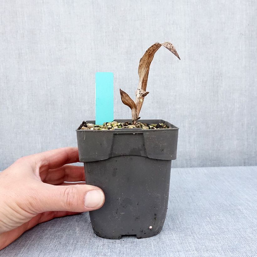 Spécimen de Epipactis veratrifolia - Orchidée de jardin - Pot de 1L/1,5L tel que livré au printemps