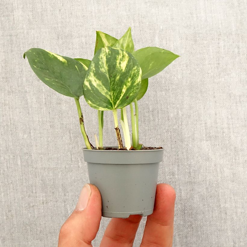 Spécimen de Epipremnum aureum - Pothos Mini-plante tel que livré au printemps