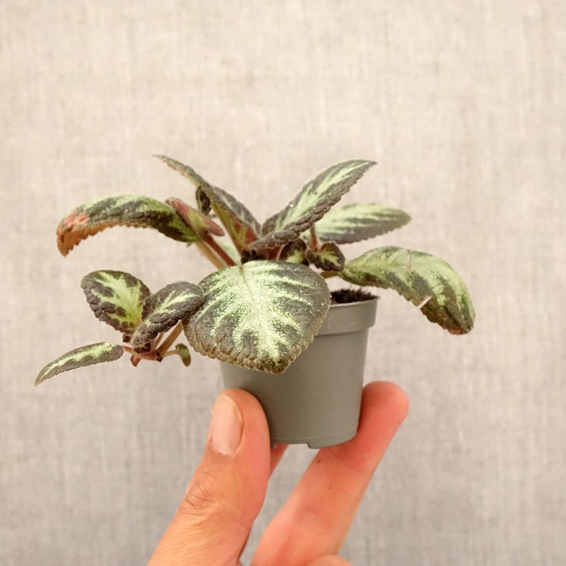 Spécimen de Episcia Silver Shield Mini-plante tel que livré au printemps