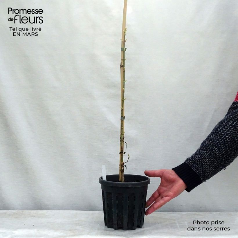 Spécimen de Acer negundo Flamingo - Érable à feuille de frêne Pot de 3L/4LHauteur livrée env. 40cm tel que livré au printemps