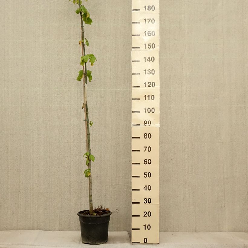 Spécimen de Érable à feuille de frêne - Acer negundo Pot de 7,5L/10L tel que livré en automne