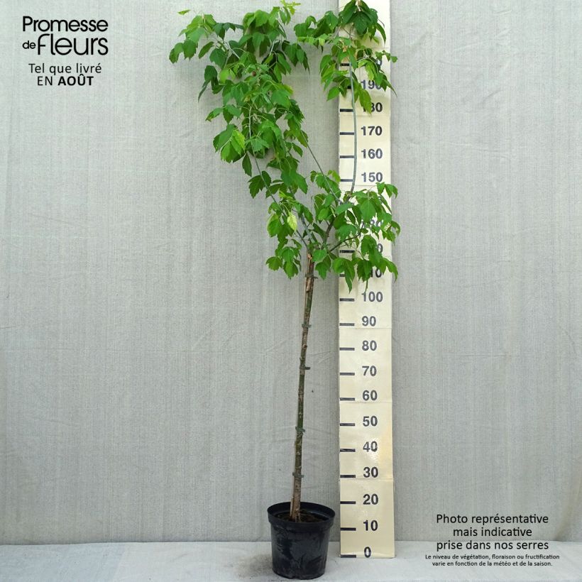 Spécimen de Érable à feuille de frêne doré - Acer negundo Kelly's Gold Pot de 4L/5L tel que livré en été