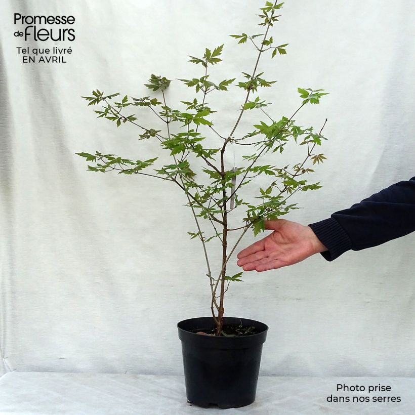 Spécimen de Érable cannelle - Acer griseum tel que livré au printemps