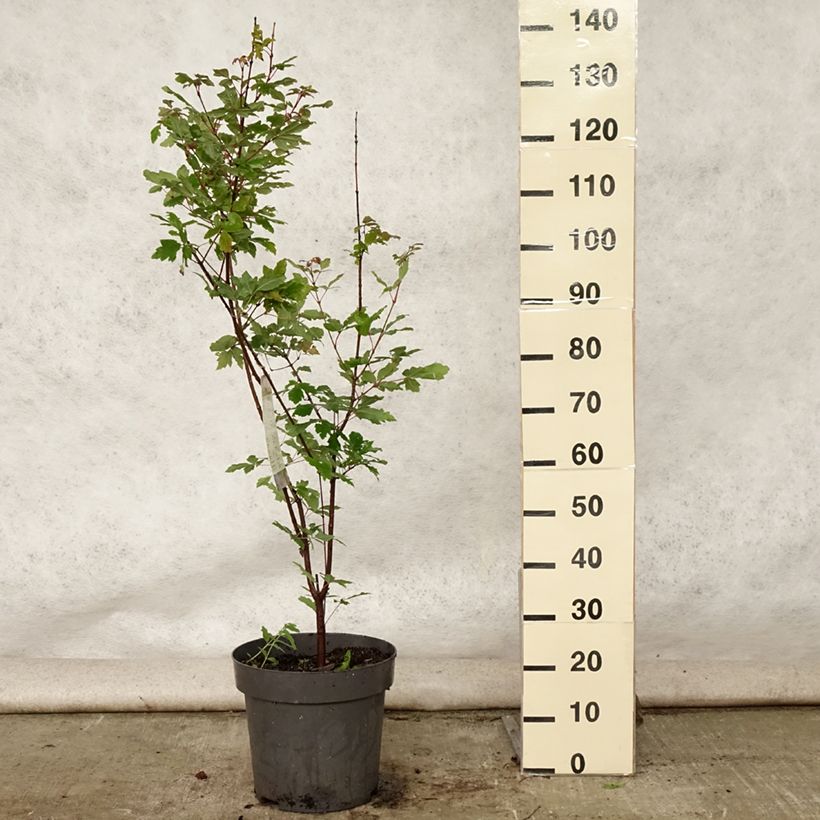 Spécimen de Érable cannelle - Acer griseum Pot de 7,5L/10L tel que livré en été
