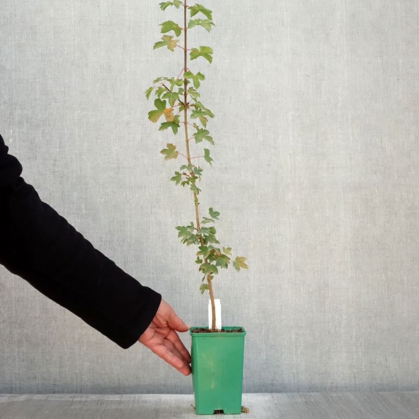 Spécimen de Erable de Montpellier - Acer monspessulanum Pot de 10 cm/11cm tel que livré en automne