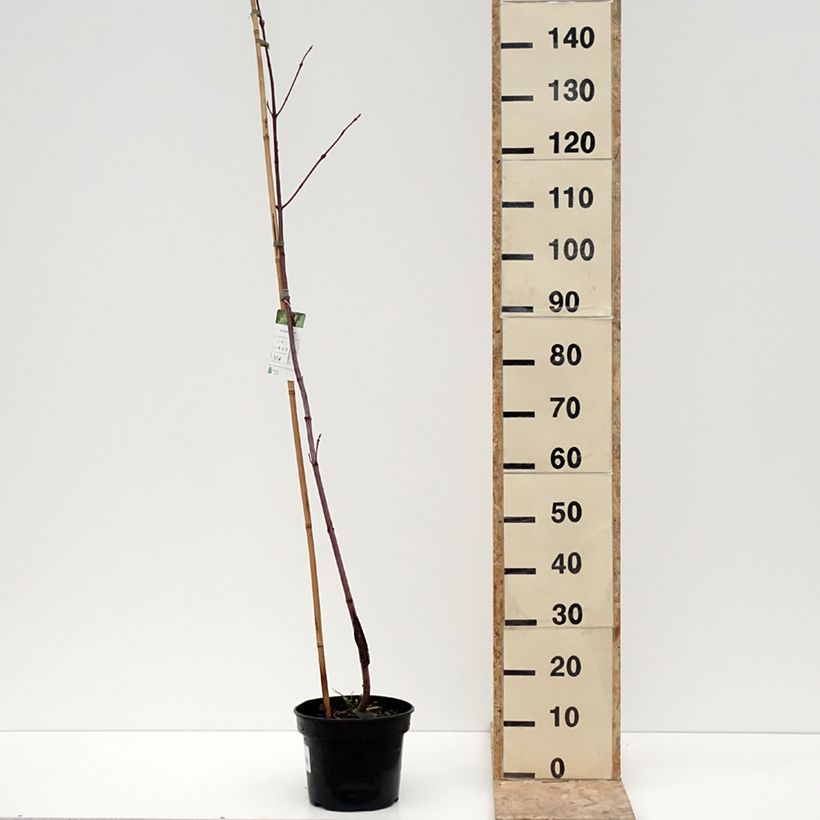 Spécimen de Erable de Pennsylvanie - Acer pensylvanicum - Pot de 4L/5L tel que livré en hiver