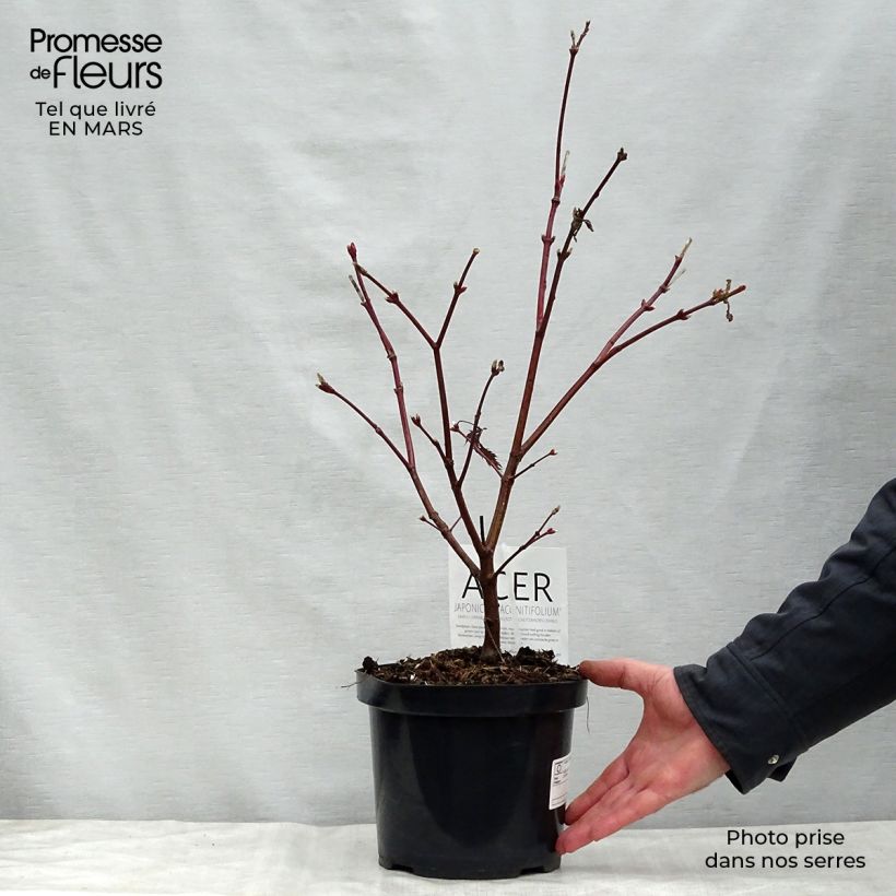 Spécimen de Érable du Japon - Acer japonicum Aconitifolium tel que livré au printemps