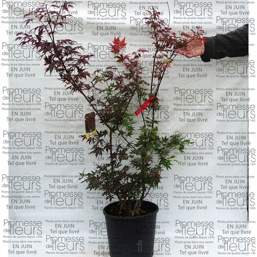 Spécimen de Érable du Japon - Acer palmatum Atropurpureum tel que livré en printemps