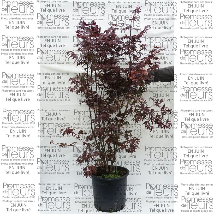 Spécimen de Érable du Japon - Acer palmatum Atropurpureum tel que livré en printemps
