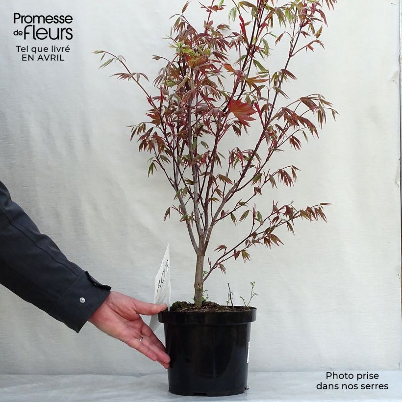 Spécimen de Érable du Japon - Acer palmatum Atropurpureum tel que livré au printemps