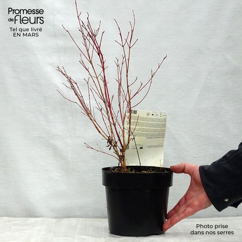 Spécimen de Érable du Japon - Acer palmatum Butterfly en pot de 2/3L tel que livré au printemps