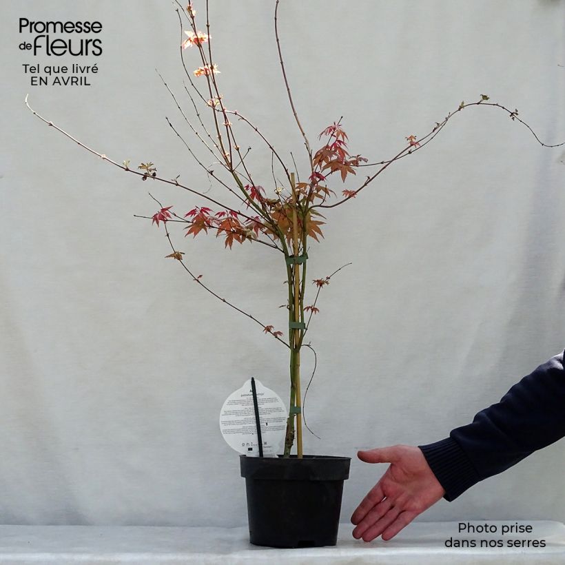 Spécimen de Érable du Japon - Acer palmatum Deshojo tel que livré au printemps