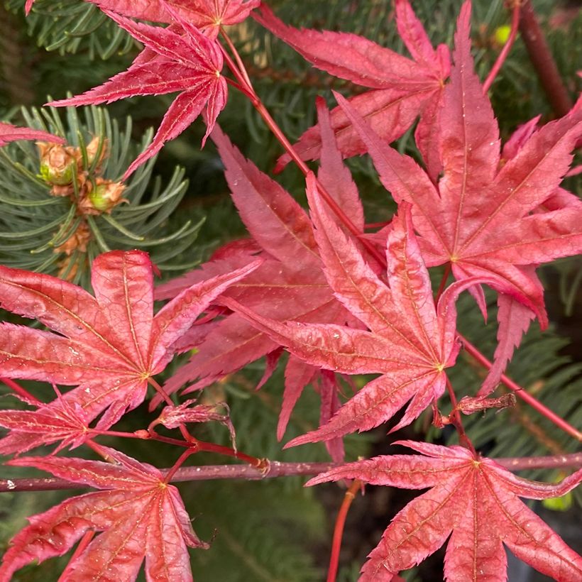 Érable du Japon - Acer palmatum Deshojo (Feuillage)