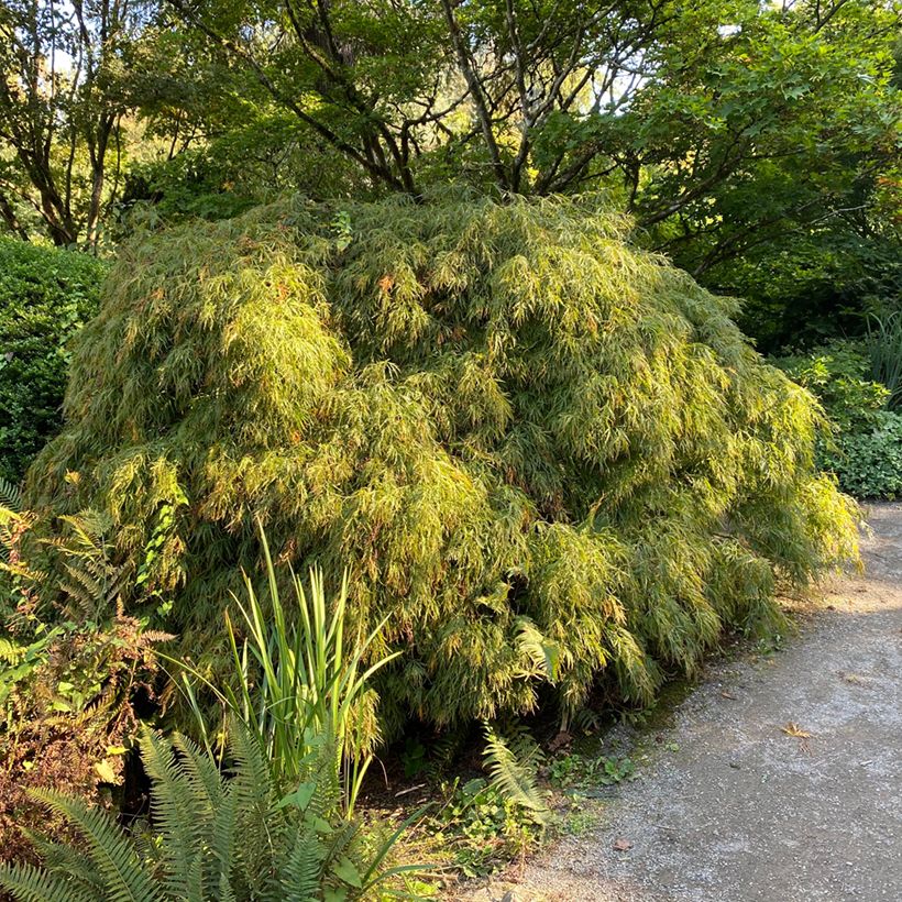 Érable du Japon - Acer palmatum Dissectum Viridis (Port)