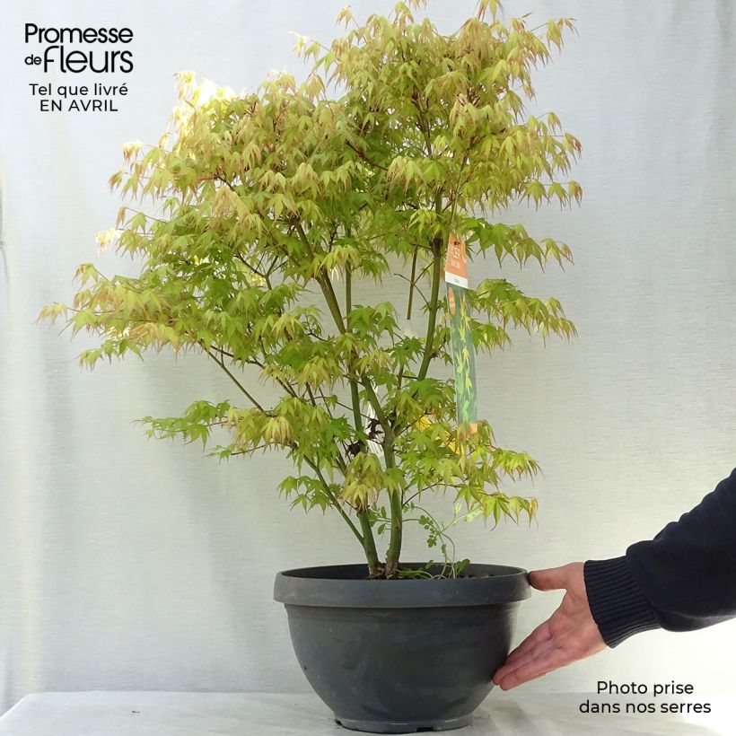 Spécimen de Érable du Japon - Acer palmatum Katsura en coupe de 7,5L/10L tel que livré au printemps