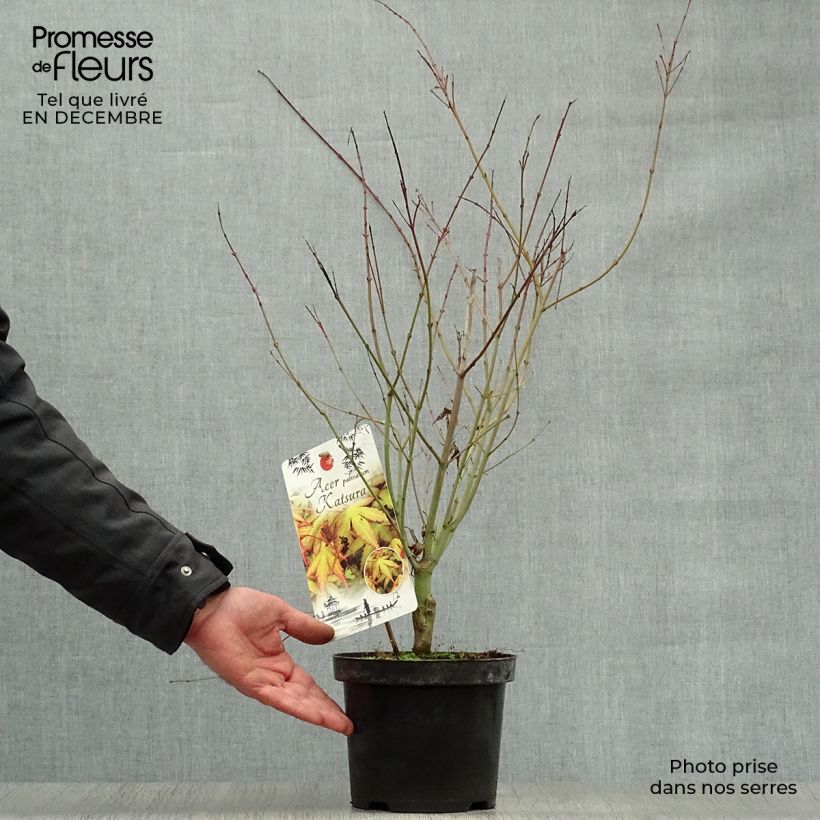 Spécimen de Érable du Japon - Acer palmatum Katsura tel que livré en hiver