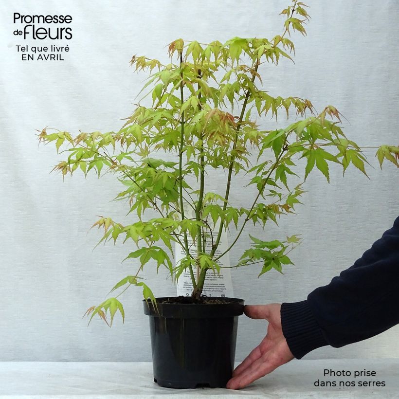 Spécimen de Érable du Japon - Acer palmatum Katsura en pot de 2/3L tel que livré au printemps