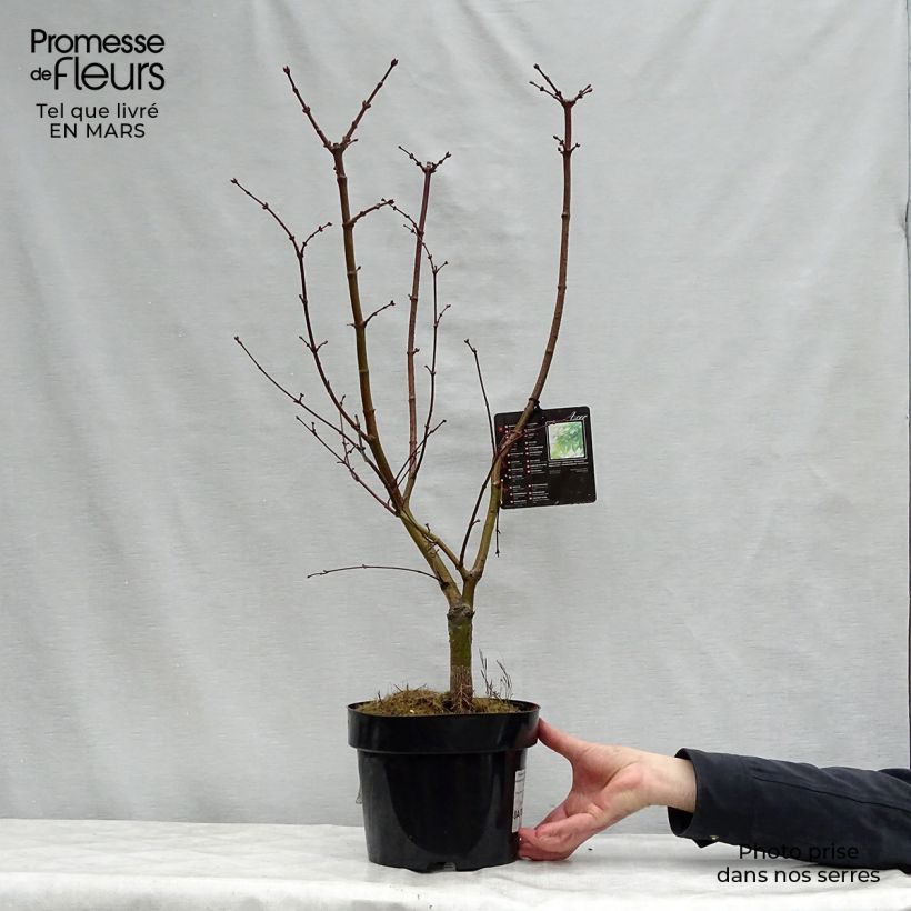 Spécimen de Érable du Japon - Acer palmatum Osakazuki en pot 3/4L tel que livré au printemps