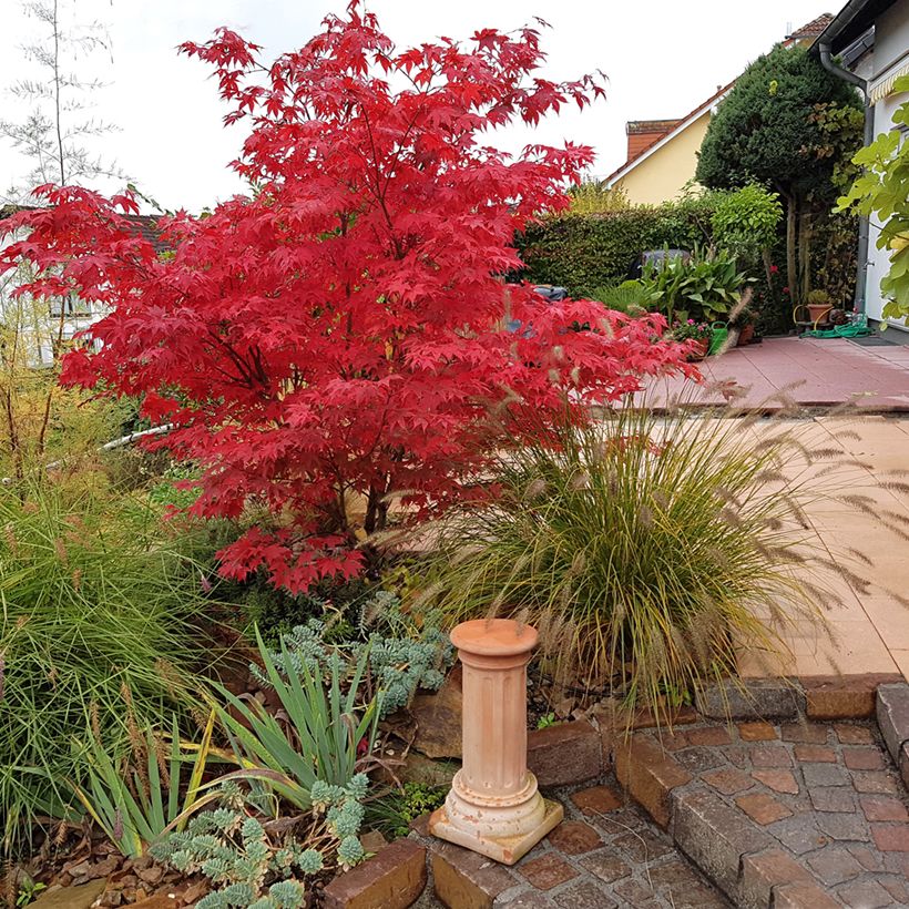 Érable du Japon - Acer palmatum Osakazuki (Port)
