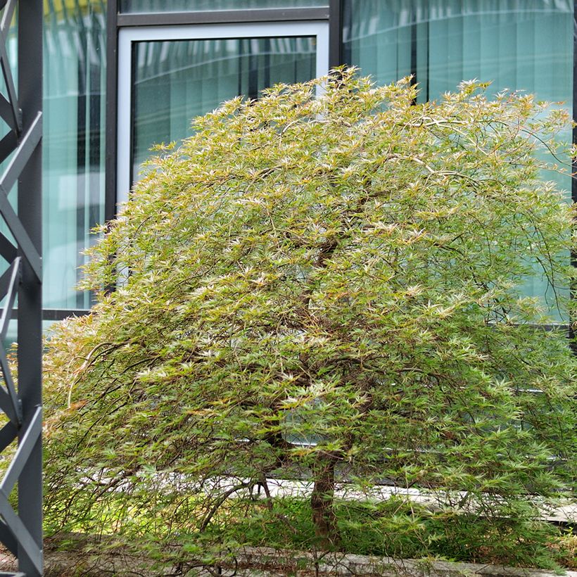 Érable du Japon - Acer palmatum Seiryu (Port)