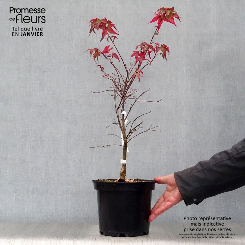 Spécimen de Érable du Japon - Acer palmatum Shindeshojo en pot de 9L tel que livré en hiver