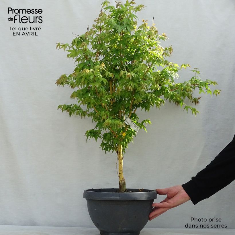 Spécimen de Érable du Japon Bi Hoo - Acer palmatum tel que livré au printemps