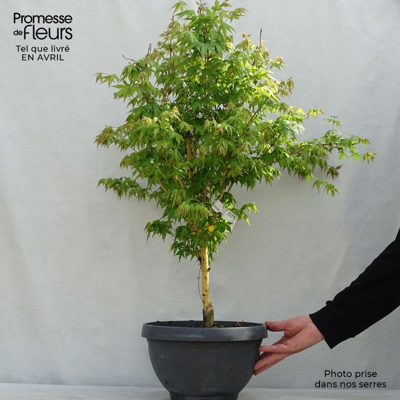 Spécimen de Érable du Japon Bi Hoo - Acer palmatum en coupe de 7,5L/10L tel que livré au printemps
