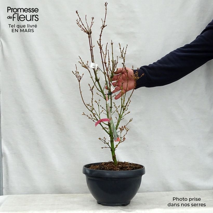 Spécimen de Érable du Japon Jerre Schwartz - Acer palmatum tel que livré au printemps