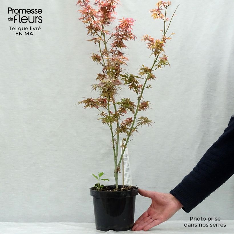 Spécimen de Érable du Japon Jerre Schwartz - Acer palmatum en pot de 2L/3L tel que livré au printemps