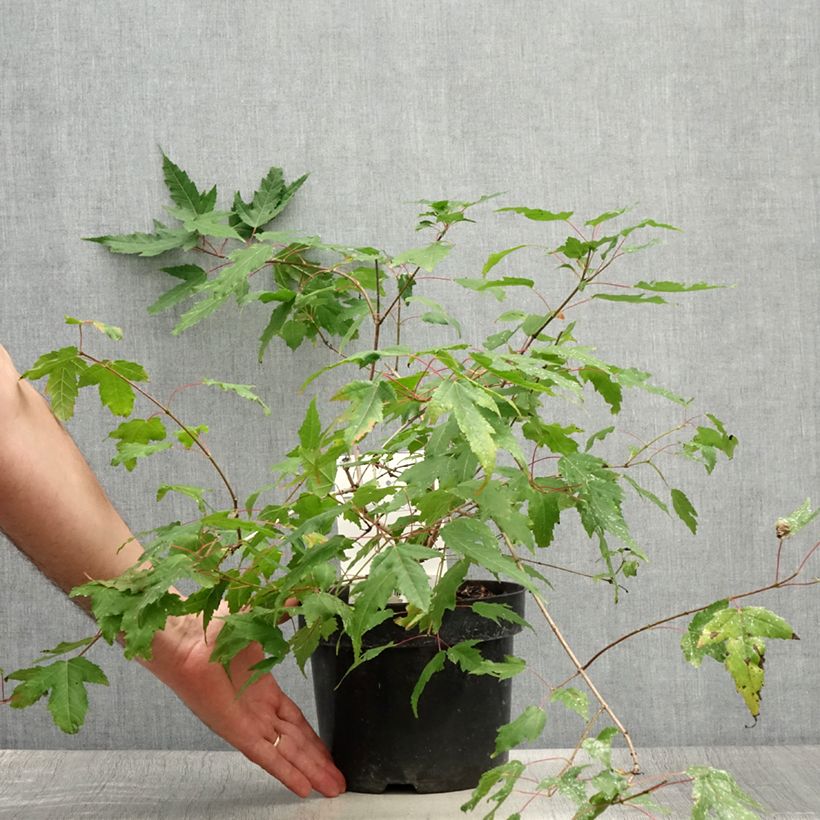 Spécimen de Erable du fleuve Amour - Acer ginnala Bailey Compact Pot de 3L/4L tel que livré en été