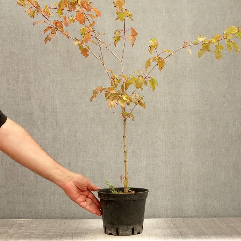 Spécimen de Érable du fleuve Amour - Acer ginnala Pot de 2L/3L tel que livré en été