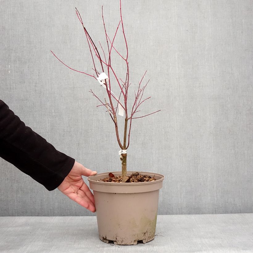 Spécimen de Erable du Japon - Acer palmatum Asahi Zuru Pot de 4L/5L tel que livré en hiver