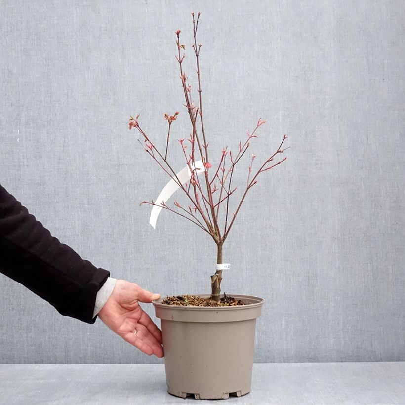 Spécimen de Erable du Japon - Acer palmatum Asahi Zuru en pot de 4/5L tel que livré au printemps