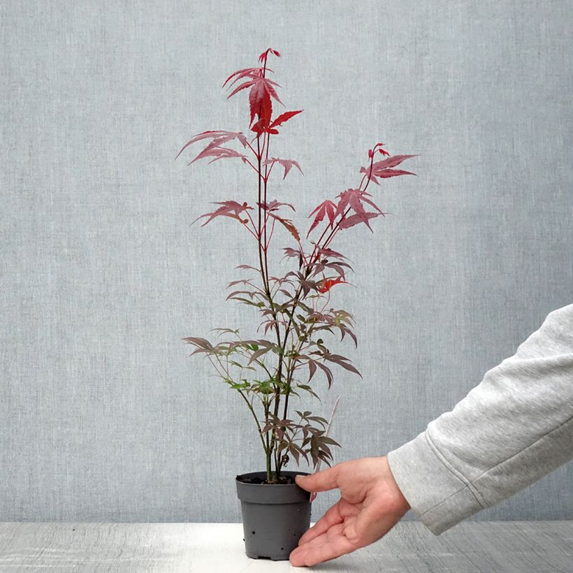 Spécimen de Érable du Japon - Acer palmatum Atropurpureum Pot de 10 cm/11cm tel que livré en été