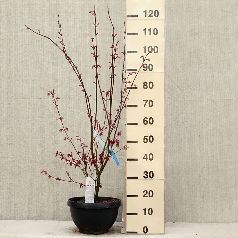 Spécimen de Érable du Japon - Acer palmatum Atropurpureum tel que livré au printemps
