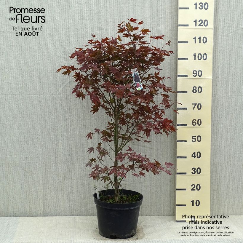 Spécimen de Érable du Japon - Acer palmatum Atropurpureum Pot de 4L/5L tel que livré en été