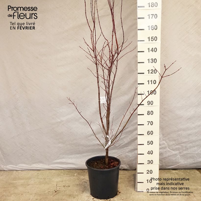 Spécimen de Érable du Japon - Acer palmatum Atropurpureum pot de 20L/25L 125/150cm tel que livré en hiver