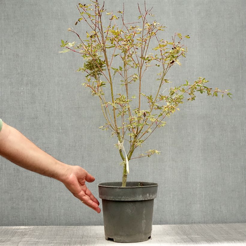 Spécimen de Erable du Japon - Acer palmatum Beni Shichihenge Pot de 3L/4L tel que livré en été