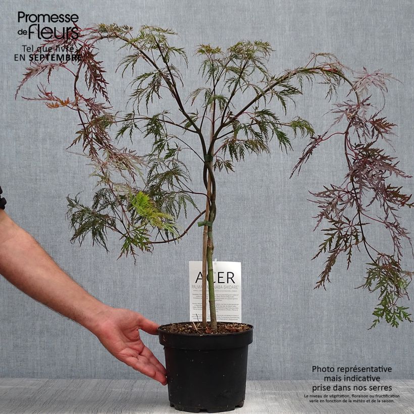 Spécimen de Érable du Japon - Acer palmatum Bloodgood Pot de 3L/4L tel que livré en automne