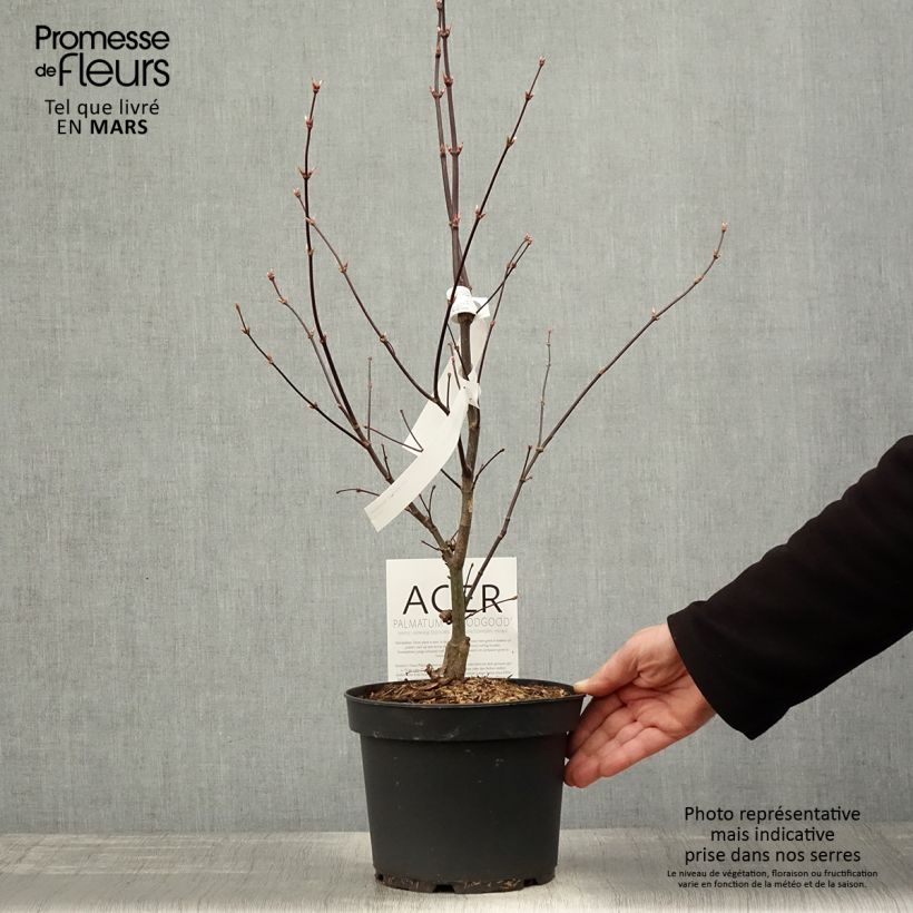 Spécimen de Érable du Japon - Acer palmatum Bloodgood Pot de 3L/4LHauteur livrée env. 40/50cm tel que livré au printemps