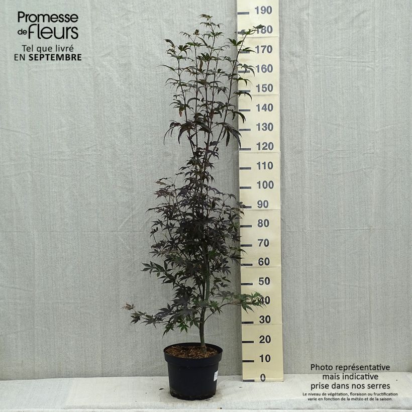 Spécimen de Érable du Japon - Acer palmatum Bloodgood Pot de 7,5L/10L tel que livré en automne