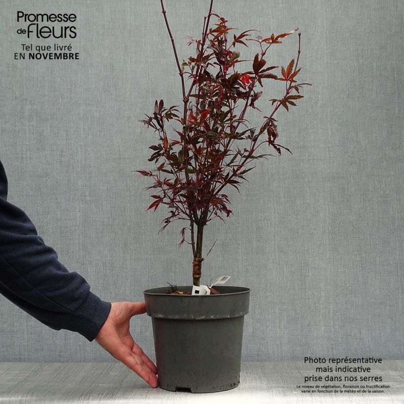 Spécimen de Erable du Japon - Acer palmatum Brandt’s Dwarf Pot de 4L/5L tel que livré en automne