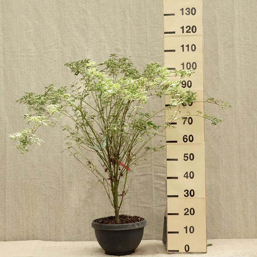 Spécimen de Érable du Japon - Acer palmatum Butterfly Pot de 7,5L/10L tel que livré en été