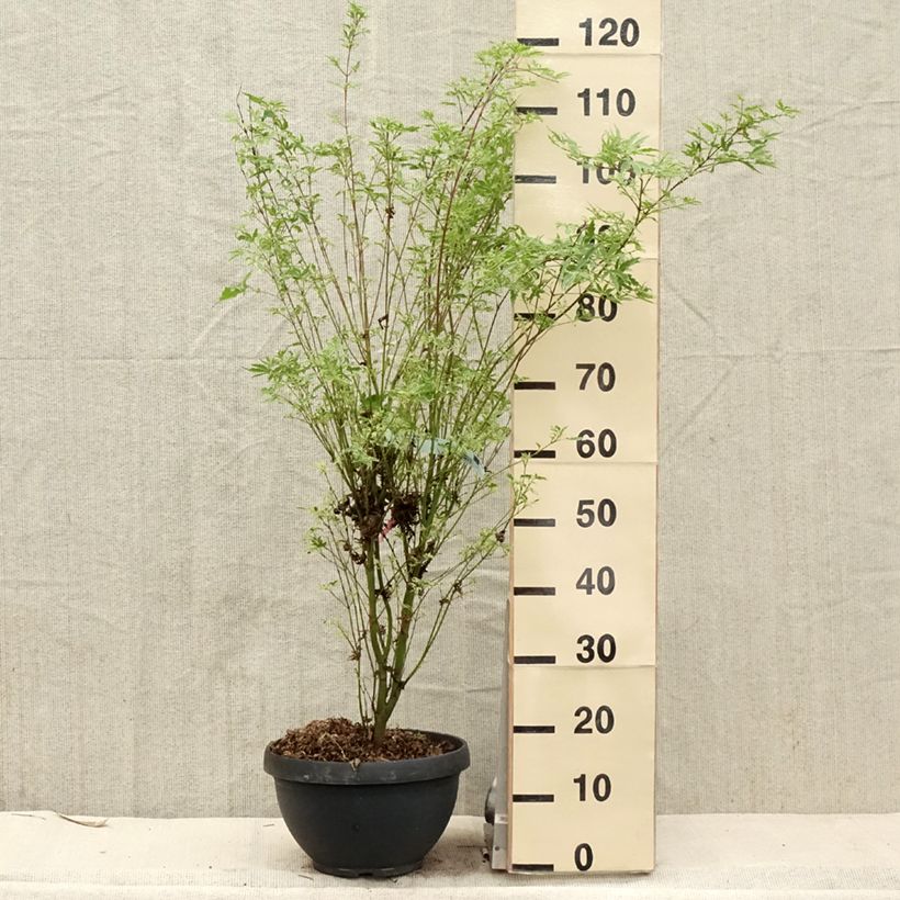 Spécimen de Érable du Japon - Acer palmatum Butterfly Pot de 7,5L/10LHauteur livrée env. 80+cm tel que livré au printemps
