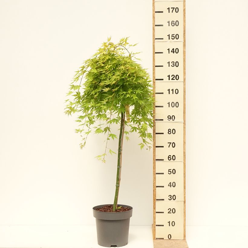 Spécimen de Erable du Japon - Acer palmatum Cascade Citrine Pot de 12L/15L, Demi-tige tel que livré au printemps